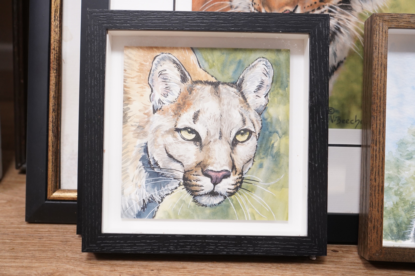 Kevin Mullins, Study of a Serval, watercolour on paper, monogrammed together with three other studies of big cats to include one by V. Beecham and one initialled BB, largest 36 x 19cm